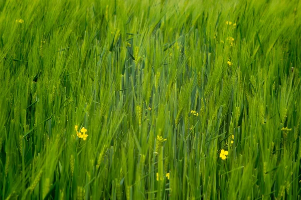 Belle Spighe Grano Sul Campo Vicino — Foto Stock