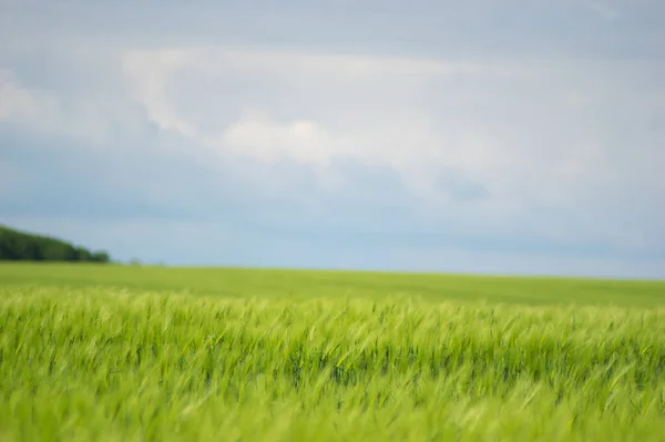 Lindas Espiguetas Trigo Campo Perto Fotografias De Stock Royalty-Free