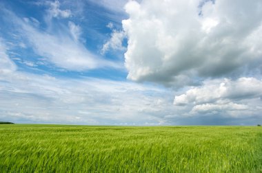 Güzel yaz manzarası, buğday tarlası ve bulutlu mavi gökyüzü.