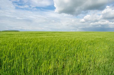 Güzel yaz manzarası, buğday tarlası ve bulutlu mavi gökyüzü.