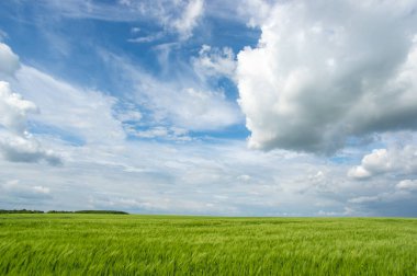 Güzel yaz manzarası, buğday tarlası ve bulutlu mavi gökyüzü.