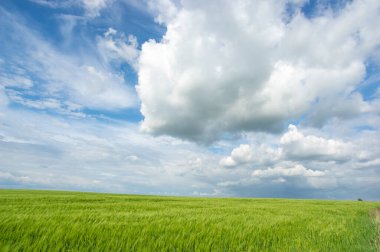Güzel yaz manzarası, buğday tarlası ve bulutlu mavi gökyüzü.