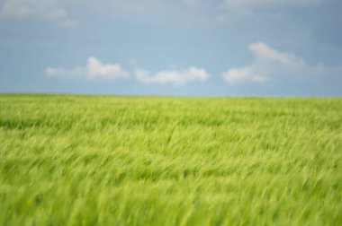 Güzel yaz manzarası, buğday tarlası ve bulutlu mavi gökyüzü.