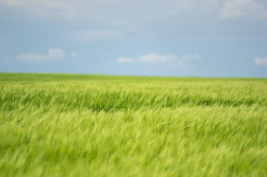 Güzel yaz manzarası, buğday tarlası ve bulutlu mavi gökyüzü.