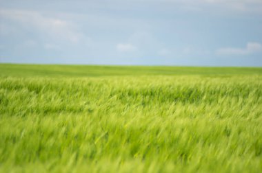 Güzel yaz manzarası, buğday tarlası ve bulutlu mavi gökyüzü.