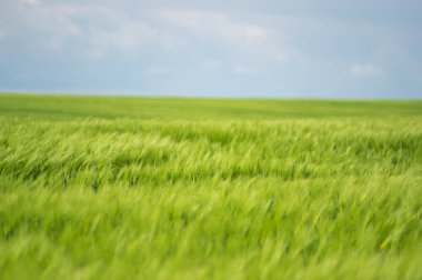 Güzel yaz manzarası, buğday tarlası ve bulutlu mavi gökyüzü.