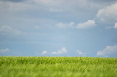 Güzel yaz manzarası, buğday tarlası ve bulutlu mavi gökyüzü.