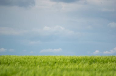 Güzel yaz manzarası, buğday tarlası ve bulutlu mavi gökyüzü.