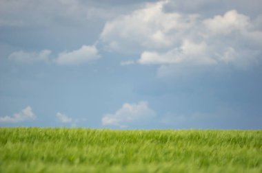 Güzel yaz manzarası, buğday tarlası ve bulutlu mavi gökyüzü.