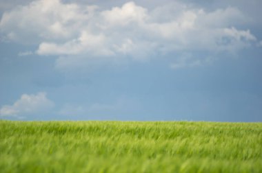 Güzel yaz manzarası, buğday tarlası ve bulutlu mavi gökyüzü.