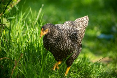 Dışarıdaki yeşil çimlerin arasında yiyecek arıyor.
