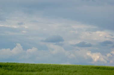 Güzel bir gökyüzünün arka planında buğday tarlası