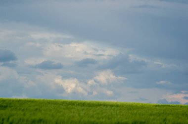 Güzel bir gökyüzünün arka planında buğday tarlası