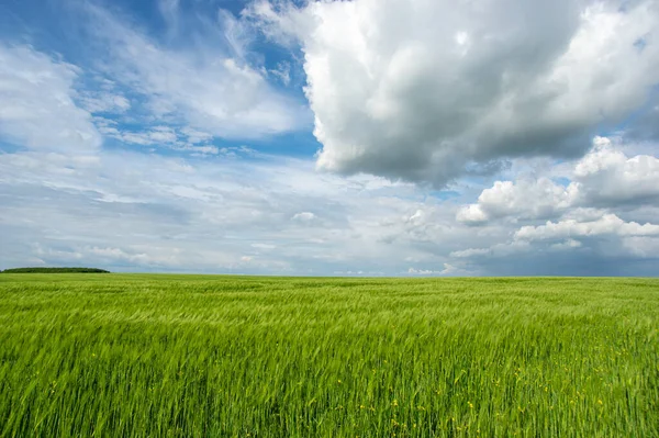 Güzel yaz manzarası, buğday tarlası ve bulutlu mavi gökyüzü.