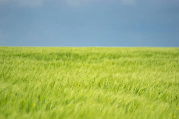雲と美しい夏の風景 小麦畑と青空 — ストック写真