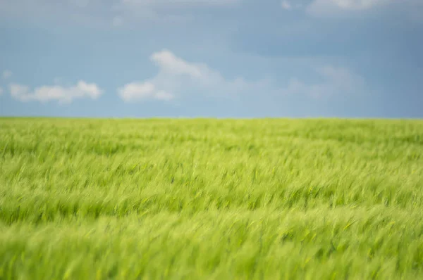 雲と美しい夏の風景 小麦畑と青空 — ストック写真