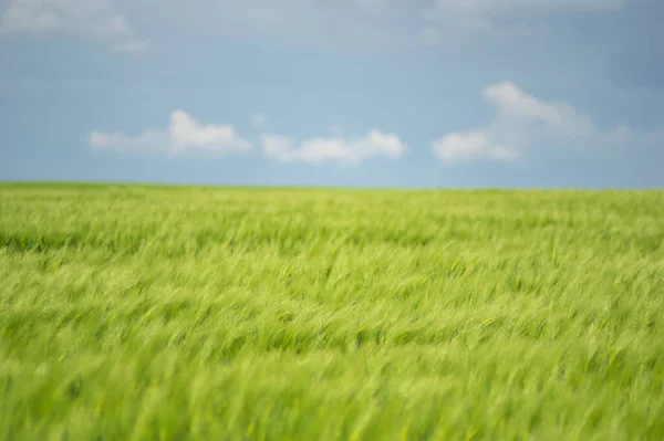 雲と美しい夏の風景 小麦畑と青空 — ストック写真