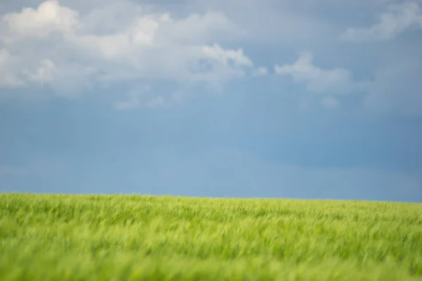 雲と美しい夏の風景 小麦畑と青空 — ストック写真