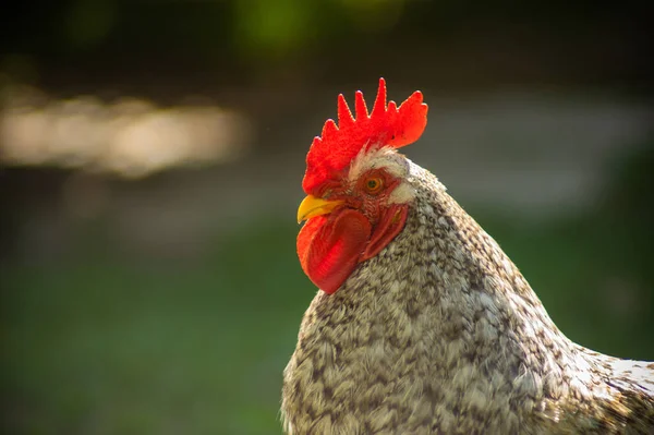 Free range poultry farming. The rooster is looking for food among the green grass