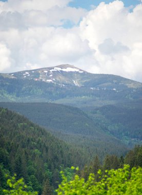 Yazın yeşil ormanın arka planında karla kaplı Karpatlar, güzel bir manzara.