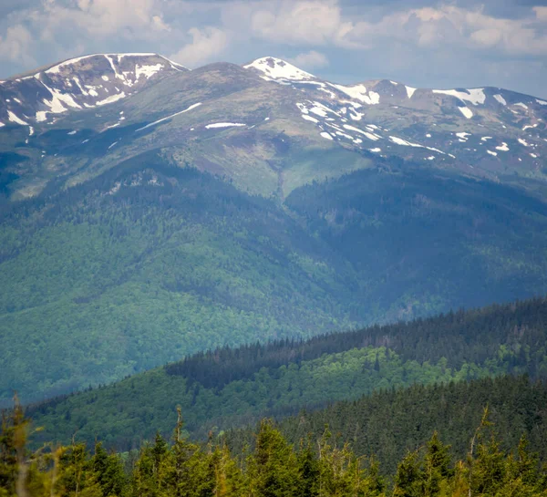 Montañas Los Cárpatos Nevadas Sobre Fondo Bosque Verde Verano Hermoso —  Fotos de Stock