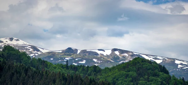 Mountain Meadow Sunny Summer Day Backdrop Carpathian Mountains Ukraine Beautiful — Stock Photo, Image