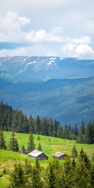 Güneşli bir yaz gününde, Ukrayna 'daki Karpat Dağları' nın arka planına karşı bir dağ çayırı. Güzel dağ manzarası