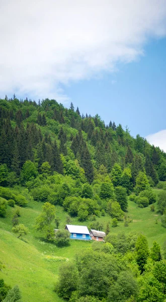 Yazın başında Ukrayna 'daki Karpat dağlarının manzarası, dinlenme ve dağlarda seyahat, güzel manzara.