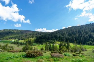 Ukrayna 'daki Karpat Dağları' ndaki kozalaklı ormanların arasında bir çayır. Ukrayna 'ya git ve dinlen. Dağ manzarası.