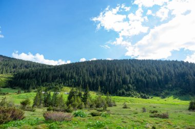 Ukrayna 'daki Karpat Dağları' ndaki kozalaklı ormanların arasında bir çayır. Ukrayna 'ya git ve dinlen. Dağ manzarası.