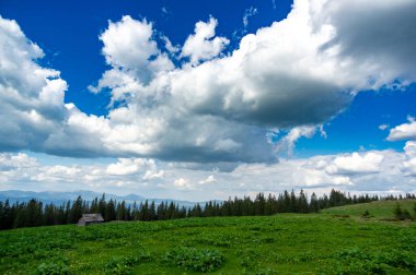 Ukrayna 'daki Karpat Dağları' ndaki kozalaklı ormanların arasında bir çayır. Ukrayna 'ya git ve dinlen. Dağ manzarası.
