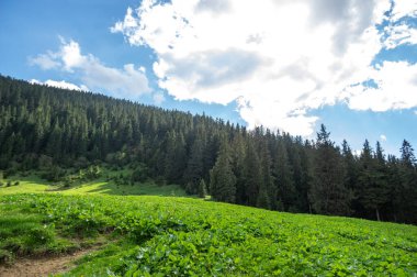 Ukrayna 'daki Karpat Dağları' ndaki kozalaklı ormanların arasında bir çayır. Ukrayna 'ya git ve dinlen. Dağ manzarası.