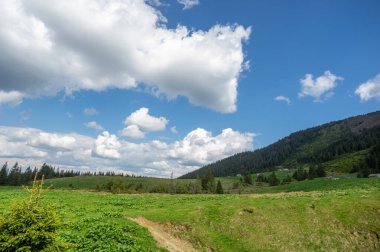 Ukrayna 'daki Karpat Dağları' ndaki kozalaklı ormanların arasında bir çayır. Ukrayna 'ya git ve dinlen. Dağ manzarası.