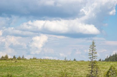 Ukrayna 'daki Karpat Dağları' ndaki kozalaklı ormanların arasında bir çayır. Ukrayna 'ya git ve dinlen. Dağ manzarası.