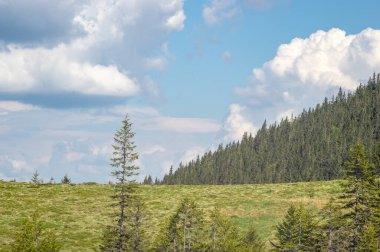Ukrayna 'daki Karpat Dağları' ndaki kozalaklı ormanların arasında bir çayır. Ukrayna 'ya git ve dinlen. Dağ manzarası.