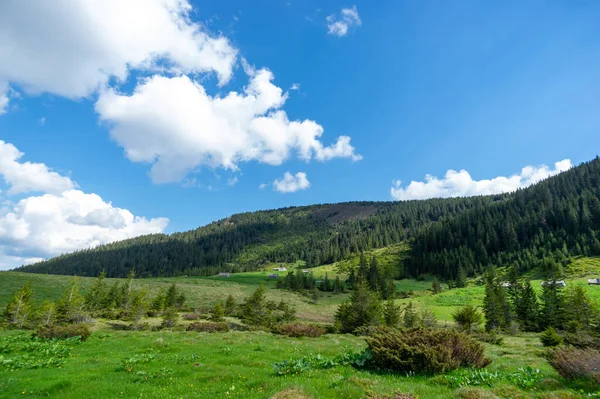 乌克兰喀尔巴阡山脉针叶林中的一片草地 在乌克兰旅行和休息 山区景观 — 图库照片