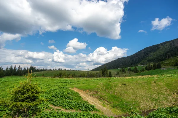 乌克兰喀尔巴阡山脉针叶林中的一片草地 在乌克兰旅行和休息 山区景观 — 图库照片