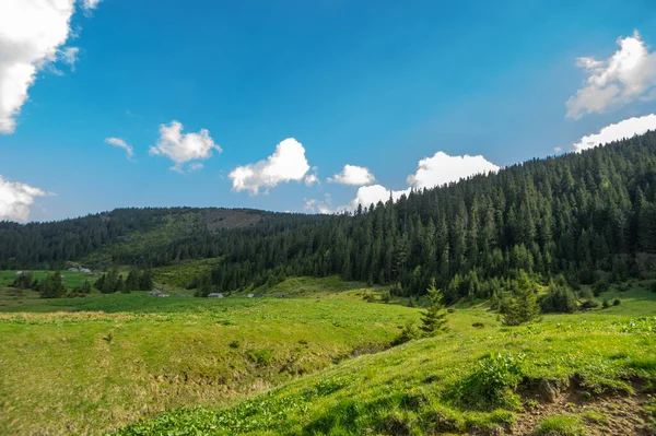 Prado Entre Bosque Coníferas Las Montañas Cárpatos Ucrania Viajar Descansar — Foto de Stock