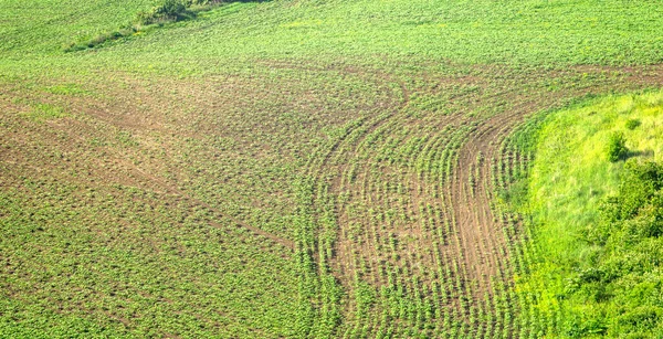 Belo Panorama Campo Soja Verão Ucrânia — Fotografia de Stock