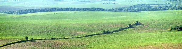 Красива Панорама Сільськогосподарських Полів Пагорбів Літній День — стокове фото