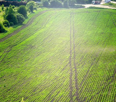 Güneşli bir günde yüksek bir soya tarlasının manzarası, güzel bir yaz manzarası.