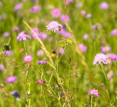 Knautia çiçekleri yazın bir çayırda toplanır.