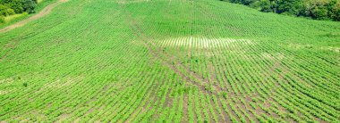 Yazın Ukrayna 'da soya fasulyesi tarlasının güzel manzarası