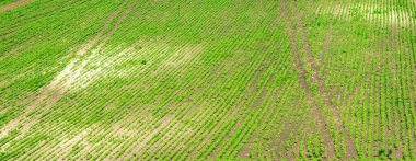Yazın Ukrayna 'da soya fasulyesi tarlasının güzel manzarası