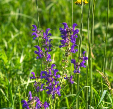 Salvia çiçekleri yazın bir çayırda toplanır.