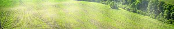 Panorama Soybean Field Height Sunny Day Beautiful Summer Landscape — ストック写真