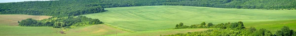 Beautiful Summer Landscape Green Sown Field Sunny Day — Stockfoto