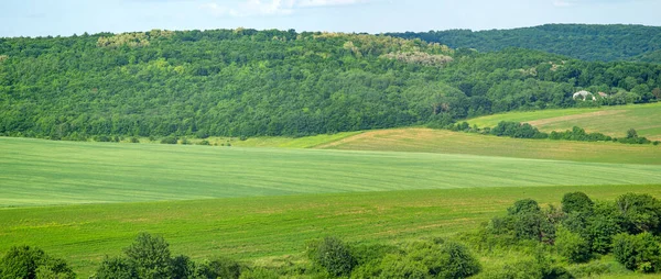 Schöne Sommerlandschaft Grün Gesätes Feld Einem Sonnigen Tag — Stockfoto