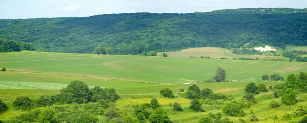 Beautiful Summer Landscape Green Sown Field Sunny Day — Zdjęcie stockowe