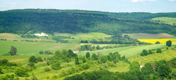 Schöne Sommerlandschaft Grün Gesätes Feld Einem Sonnigen Tag — Stockfoto